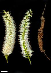 Veronica tairawhiti. Inflorescences (left and centre) and infructescence (right). Scale = 10 mm.
 Image: W.M. Malcolm © Te Papa CC-BY-NC 3.0 NZ